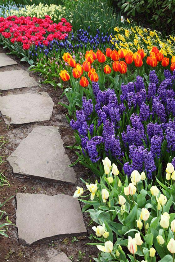 Beautiful tulips next to stone path garden idea