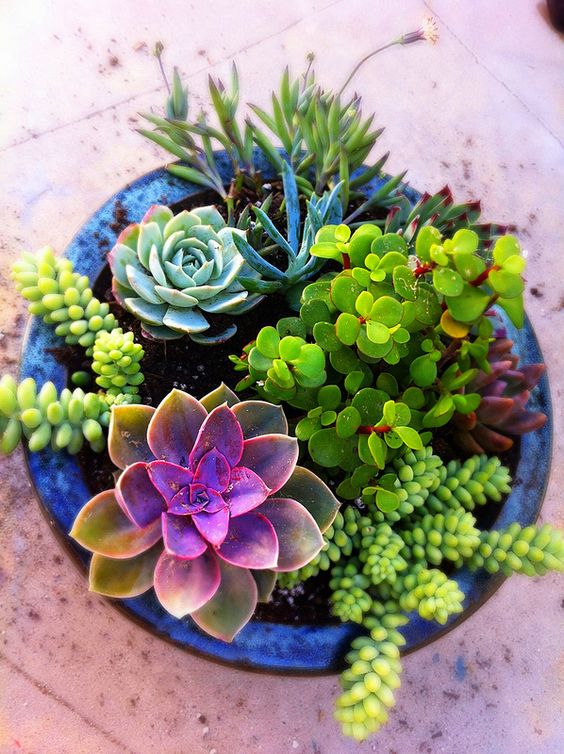 Succulent pot garden decoration idea