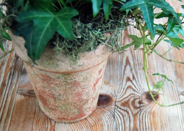 “Aged” terra cotta planter #flowerpot #planter #gardens #gardenideas #gardeningtips #decorhomeideas