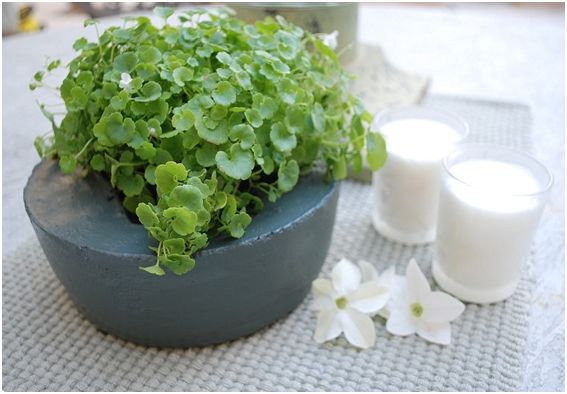 Cement flower planter #flowerpot #planter #gardens #gardenideas #gardeningtips #decorhomeideas