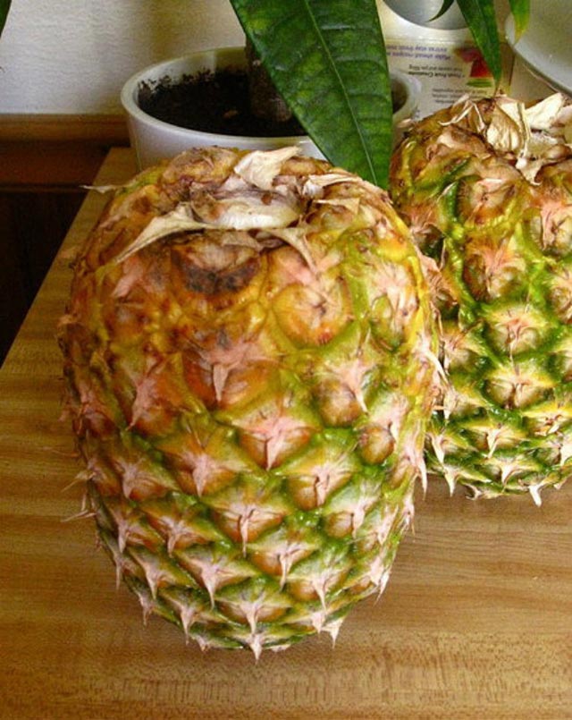 Storing pineapple tips #storage #food #tips #kitchen #decorhomeideas