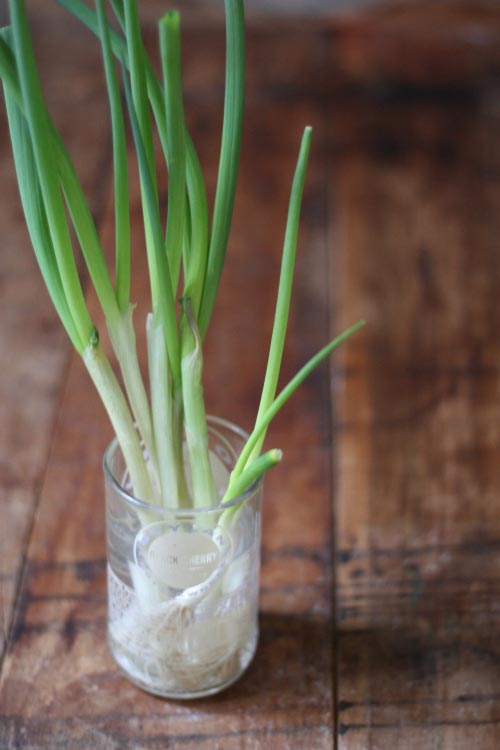 Scallions gron in a glass #storage #food #tips #kitchen #decorhomeideas