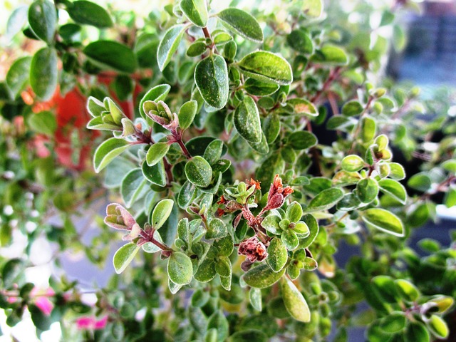 Aromatic sweet marjoram #gardens #gardening #gardenideas #vegetables #gardeningtips #decorhomeideas