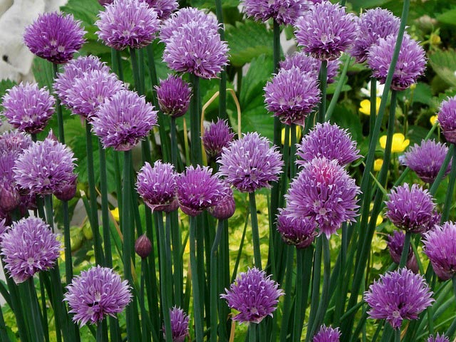 Cheerful chives #gardens #gardening #gardenideas #vegetables #gardeningtips #decorhomeideas