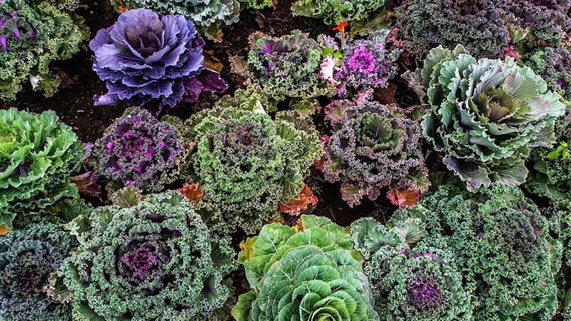 Colorful kale #gardens #gardening #gardenideas #vegetables #gardeningtips #decorhomeideas