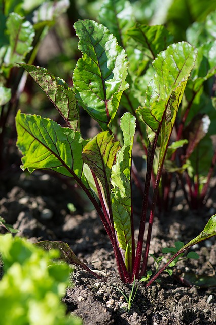 Dramatic red veined beets #gardens #gardening #gardenideas #vegetables #gardeningtips #decorhomeideas