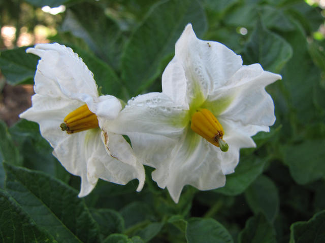 European potato #gardens #gardening #gardenideas #vegetables #gardeningtips #decorhomeideas