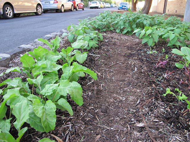 Guerilla gardens public space take overs #gardens #gardening #gardenideas #vegetables #gardeningtips #decorhomeideas