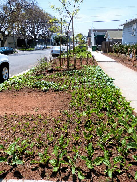 Hell strips cropping by the curb #gardens #gardening #gardenideas #vegetables #gardeningtips #decorhomeideas