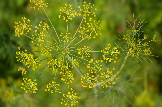 Lacy looking dill #gardens #gardening #gardenideas #vegetables #gardeningtips #decorhomeideas