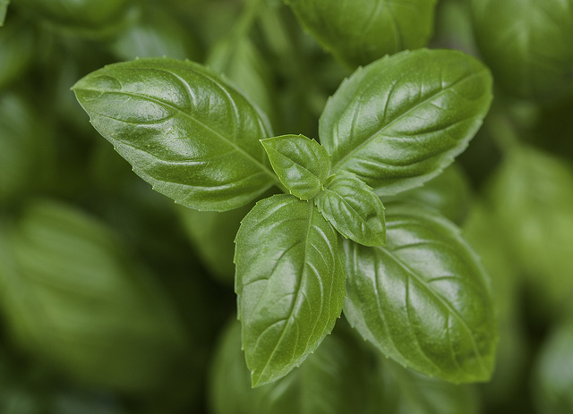 Lush compact basil #gardens #gardening #gardenideas #vegetables #gardeningtips #decorhomeideas