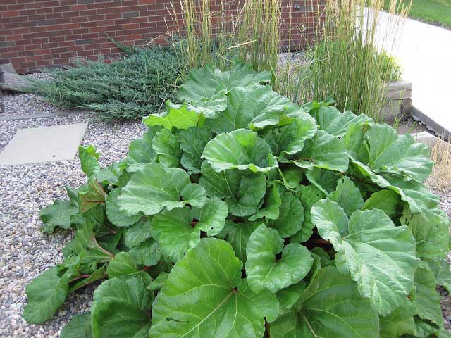 Magnificent rhubarb #gardens #gardening #gardenideas #vegetables #gardeningtips #decorhomeideas