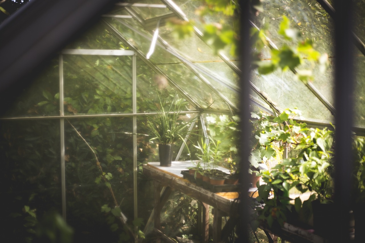 Inside a greenhouse