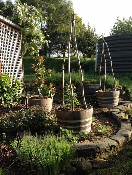 Wine barrel tomato cages #winebarrel #repurposed #diy #barrel #decoratingideas #homedecor #decorhomeideas