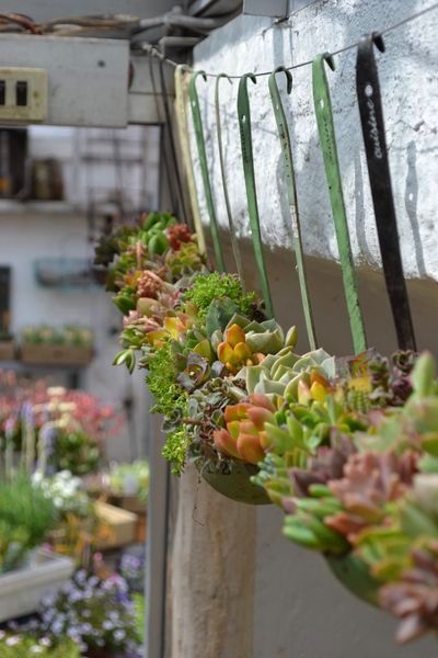 Laddles of succulents #diy #succulent #succulentlove #gardens #recycled #gardening #gardenideas #gardeningtips #decorhomeideas