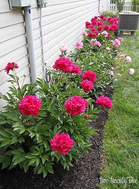 Flower bed design in line around the house #flowerbed #gardens #decorhomeideas