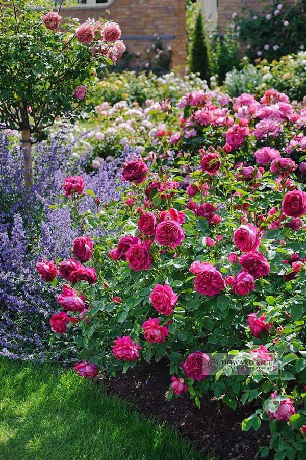 Rose and lavender flower bed idea #flowerbed #gardens #decorhomeideas