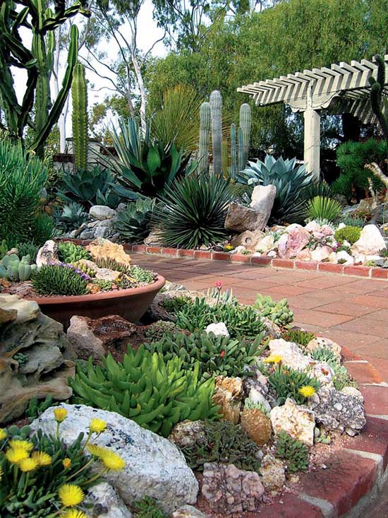 succulent garden 