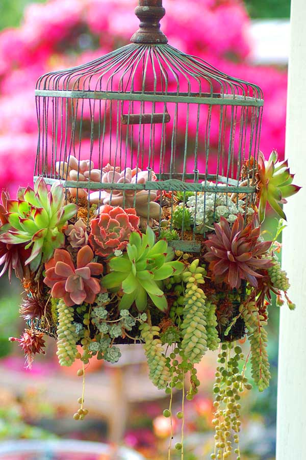 Bird cage succulent flower planter. #succulent #succulentlove #gardens #gardening #gardenideas #gardeningtips #decorhomeideas #planter