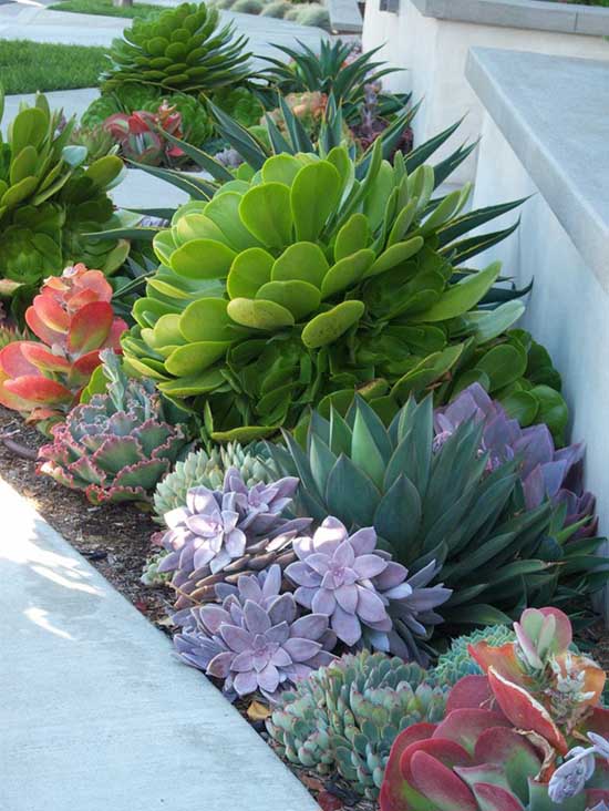 Colorful succulents arranged around the house #succulent #succulentlove #gardens #gardening #gardenideas #gardeningtips #decorhomeideas