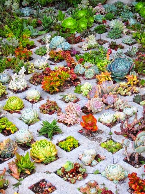 Concrete car pavers succulent planter garden idea. #succulent #succulentlove #gardens #gardening #gardenideas #gardeningtips #succulents #decorhomeideas