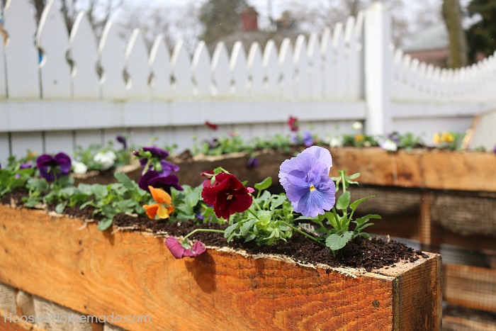 Flowers planted in wooden pallet compost bin #diy #compost #wooden #gardeningtips #backyard #decorhomeideas