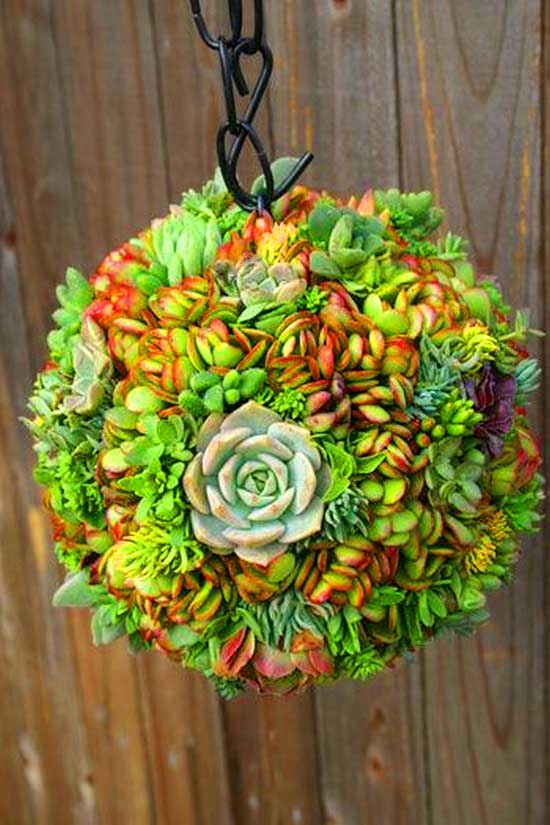 Hanging succulent sphere flower planter. #succulent #succulentlove #gardens #gardening #gardenideas #gardeningtips #succulents #decorhomeideas