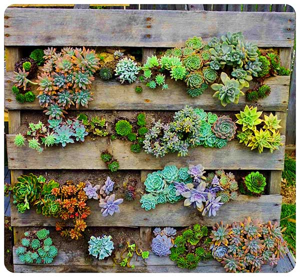 Old pallet succulent planter. #succulent #succulentlove #gardens #gardening #gardenideas #gardeningtips #succulents #decorhomeideas #pallet