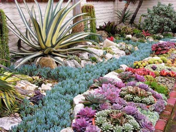 Plenty of colorful succulents arranged in front of house. #succulent #succulentlove #gardens #gardening #gardenideas #gardeningtips #decorhomeideas