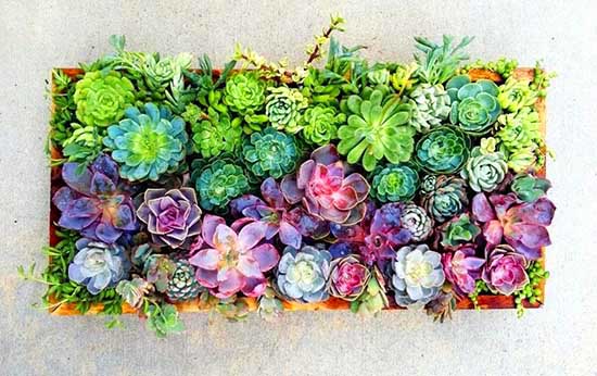 Rainbow colored succulents in a planter. #succulent #succulentlove #gardens #succulents #decorhomeideas #planter