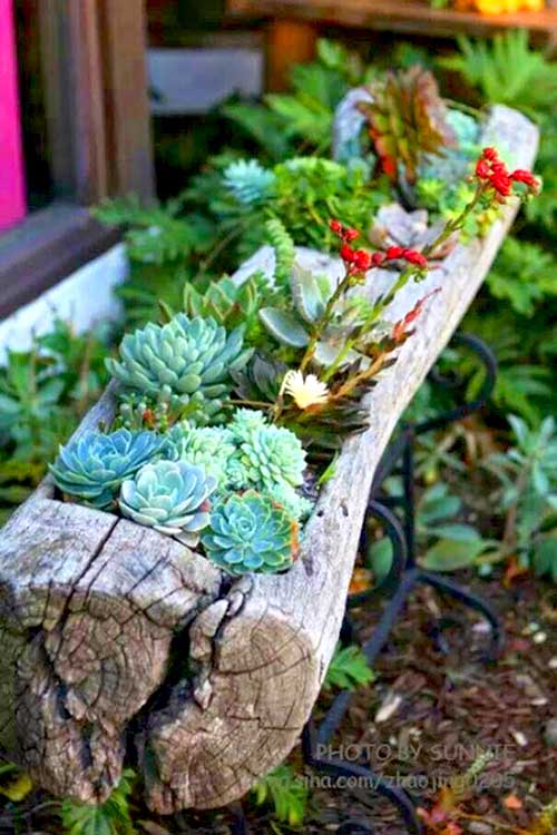 Old tree log succulent garden idea for rustic look. #succulent #succulentlove #gardens #gardening #gardenideas #gardeningtips #succulents #decorhomeideas #planter