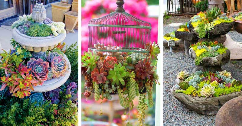 Succulent garden ideas, tips, basics