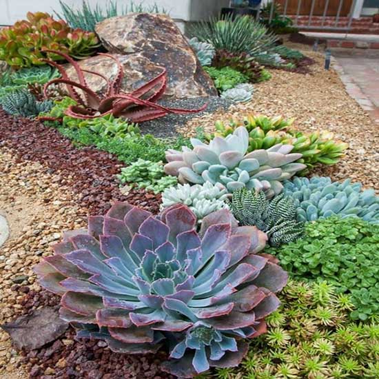 Succulent garden ideas for your backyard. #succulent #succulentlove #gardens #gardening #gardenideas #gardeningtips #decorhomeideas