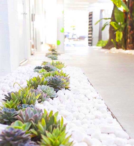 Succulent garden ideas with white pebbles and rocks. #succulent #succulentlove #gardens #gardening #gardenideas #gardeningtips #succulents #decorhomeideas