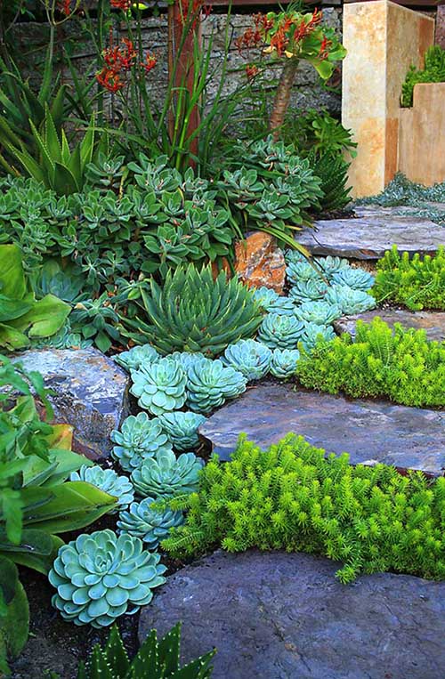 Succulent pathway idea. #succulent #succulentlove #gardens #gardening #gardenideas #gardeningtips #succulents #decorhomeideas