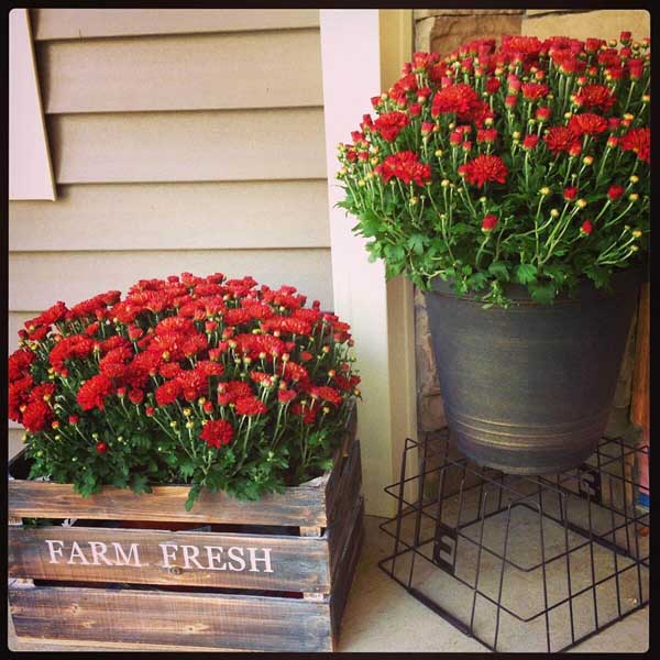 Flower pots created from wooden crate and metal bucket #flowerpot #planter #gardens #gardenideas #gardeningtips #decorhomeideas