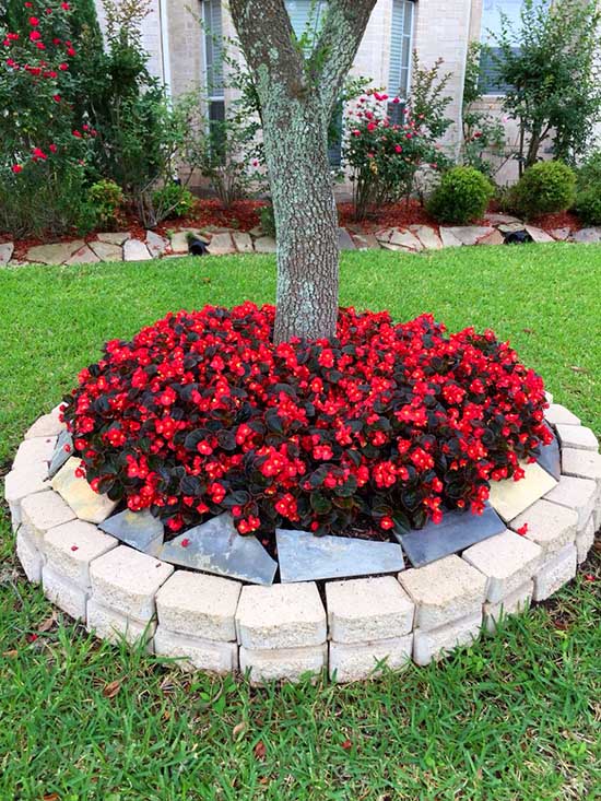 Raised flower bed around tree, with red flowers