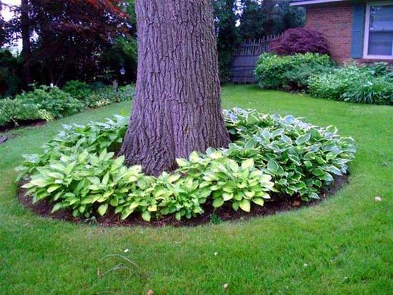 Around tree flower bed with hostas #flowerbed #flowerpot #planter #gardens #gardenideas #gardeningtips #decorhomeideas