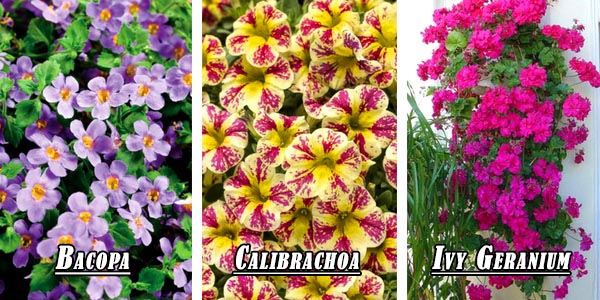 Beautiful small flowers - Calibrachoa, Ivy Geranium, Bacopa