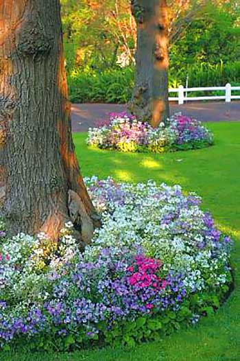 Big tree with flowers around #flowerbed #flowerpot #planter #gardens #gardenideas #gardeningtips #decorhomeideas