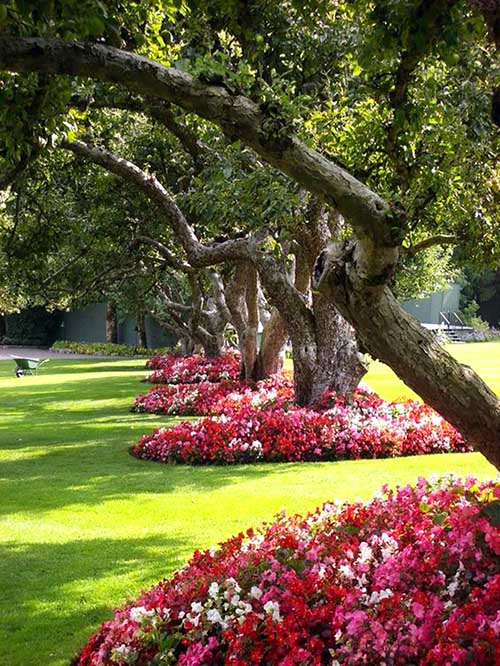 Blossom flowers around trees #flowerbed #flowerpot #planter #gardens #gardenideas #gardeningtips #decorhomeideas