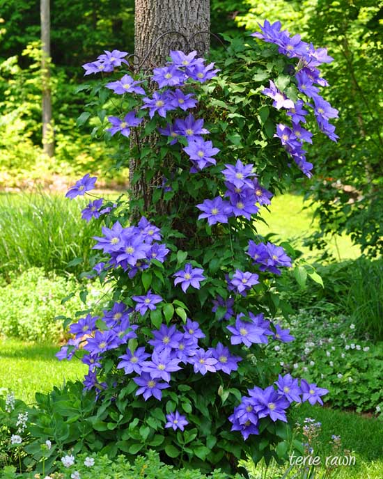 Gorgeous clematis around tree #flowerbed #flowerpot #planter #gardens #gardenideas #gardeningtips #decorhomeideas
