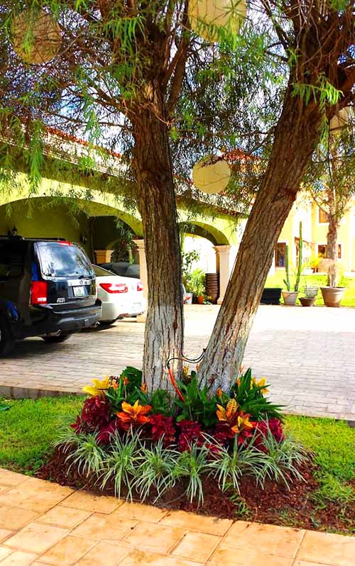 Flowers around a tree in beautiful flower bed #flowerbed #flowerpot #planter #gardens #gardenideas #gardeningtips #decorhomeideas