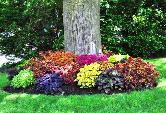 Colorful plants and flowers around tree #flowerbed #flowerpot #planter #gardens #gardenideas #gardeningtips #decorhomeideas