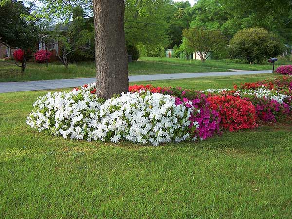 Flower ideas around tree #flowerbed #flowerpot #planter #gardens #gardenideas #gardeningtips #decorhomeideas