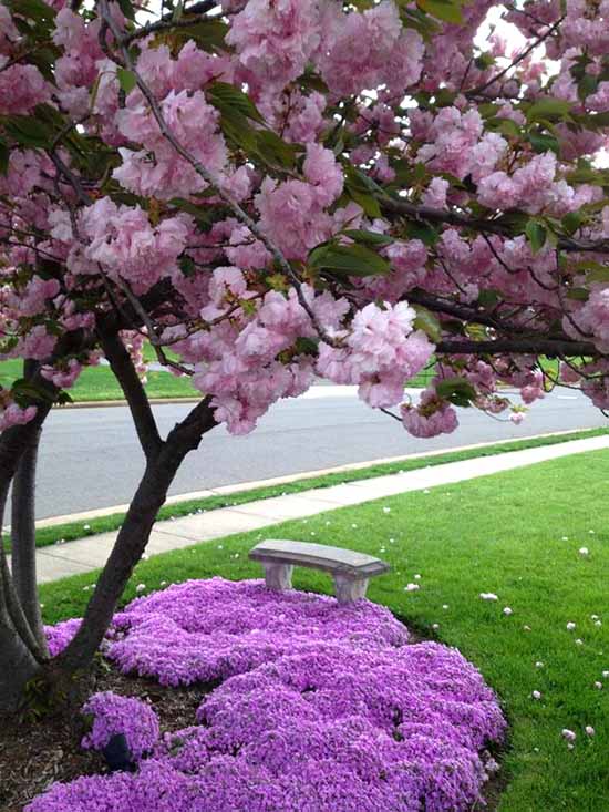 Purple flowers surrounding gorgeous blossom tree #flowerbed #flowerpot #planter #gardens #gardenideas #gardeningtips #decorhomeideas