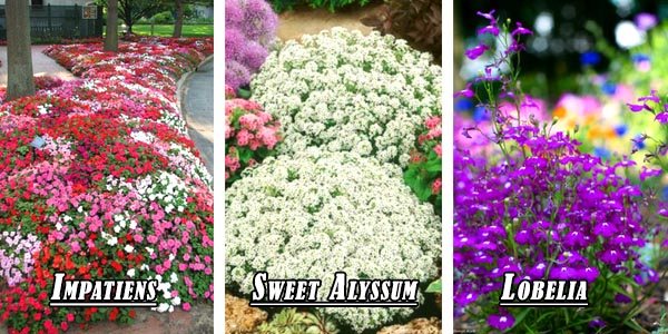 Raised bed flower types - Sweet Asyllum, Impatiens, Lobelia