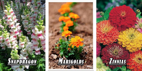 Small garden flowers - Snapdragon, Marigolds, Zinnias