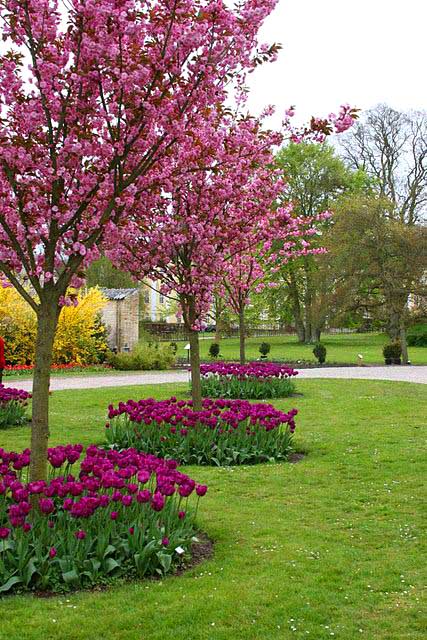 Tulip flower bed around tree #flowerbed #flowerpot #planter #gardens #gardenideas #gardeningtips #decorhomeideas