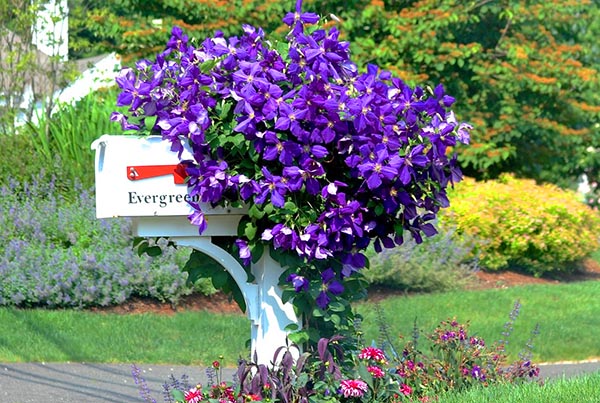Clematis mailbox flower bed #flowerbed #mailbox #garden #curbappeal #flowers #decorhomeideas